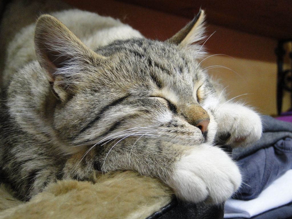 Good Cat Vacations for 2024, The Best Cat-Friendly Destinations for Pet Owners