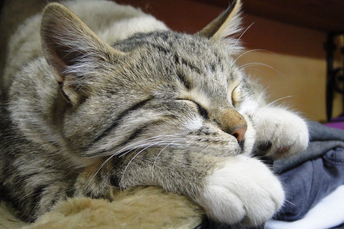 Good Cat Vacations for 2024, The Best Cat-Friendly Destinations for Pet Owners