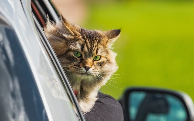 Traveling with Your Feline Friend? Discover These Cat-Friendly Vacation Destinations