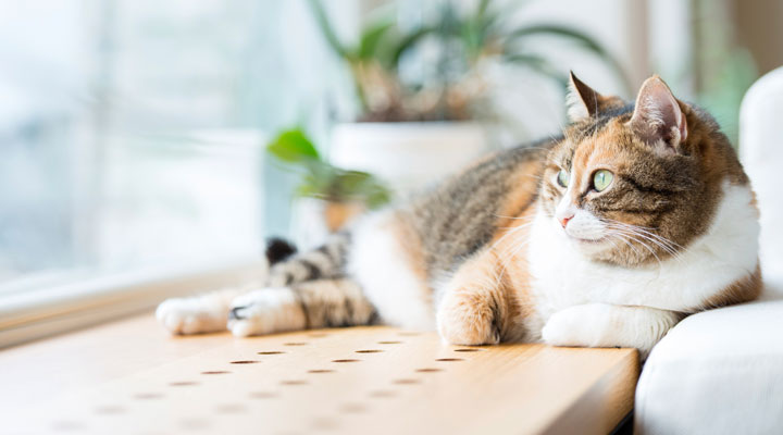 The Ultimate Guide to Cat Vacations, Best Spots for You and Your Kitty