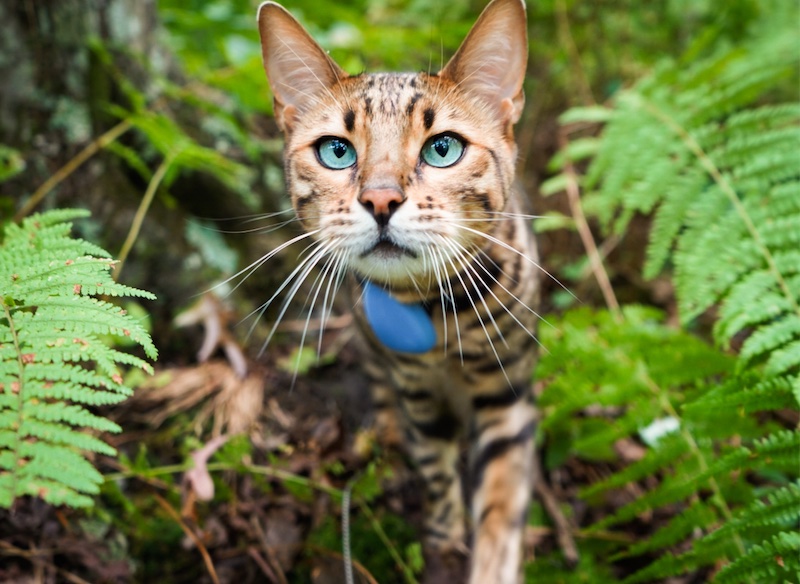 Traveling with Your Cat? Explore These Cat-Friendly Vacation Spots!