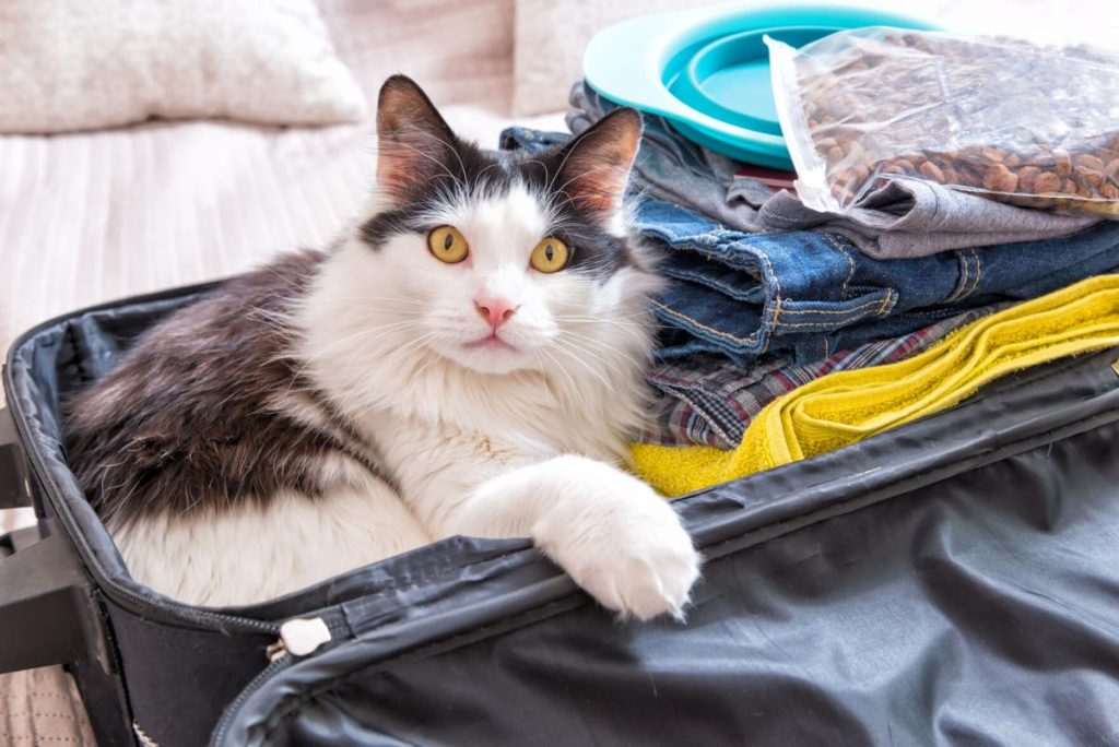 Top 10 Cat-Friendly Vacations: Purr-fect Getaways for You and Your Feline Friend