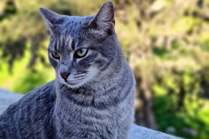 Whiskers Welcome! Discover the Best Cat-Friendly Vacation Spots for 2024