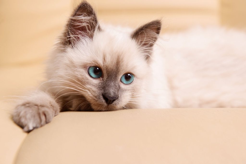 Discover the Best Cat-Friendly Vacations Near Me, Purr-fect Getaways for You and Your Feline Friend