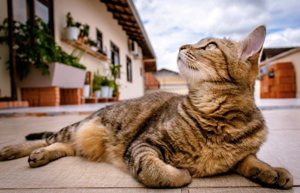 The Best Cat-Friendly Hotels and Resorts Near You: Purr-fect Getaways for You and Your Feline Friend