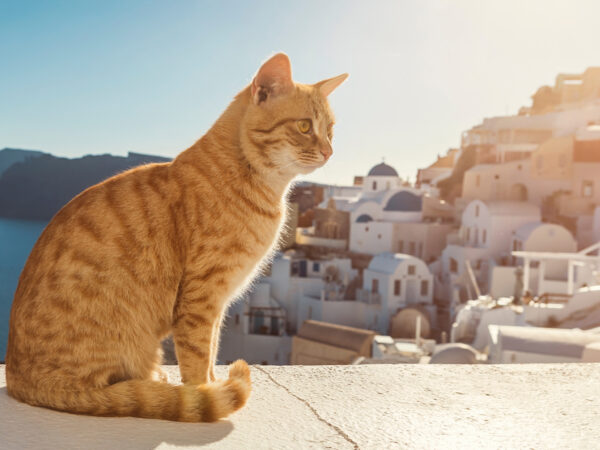 Explore the Best Cat-Friendly Vacations Across the USA