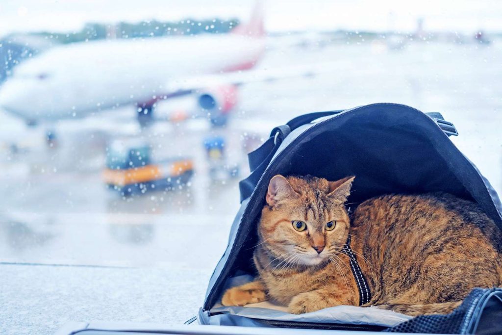 Good Cat Vacations That Welcome You and Your Furry Companion