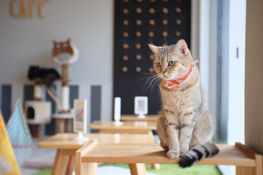 Top 10 Purr-fect Getaways for Cat Lovers