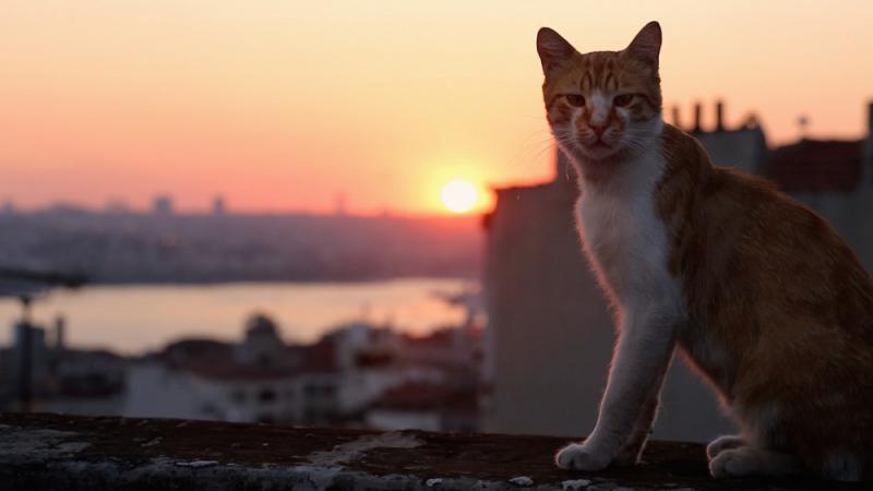 Good Cat Vacations That Welcome You and Your Kitty Companion