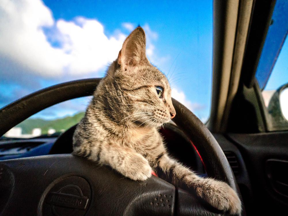 Cat-Friendly Places Within Driving Distance, Top Spots for a Perfect Getaway with Your Feline Companion