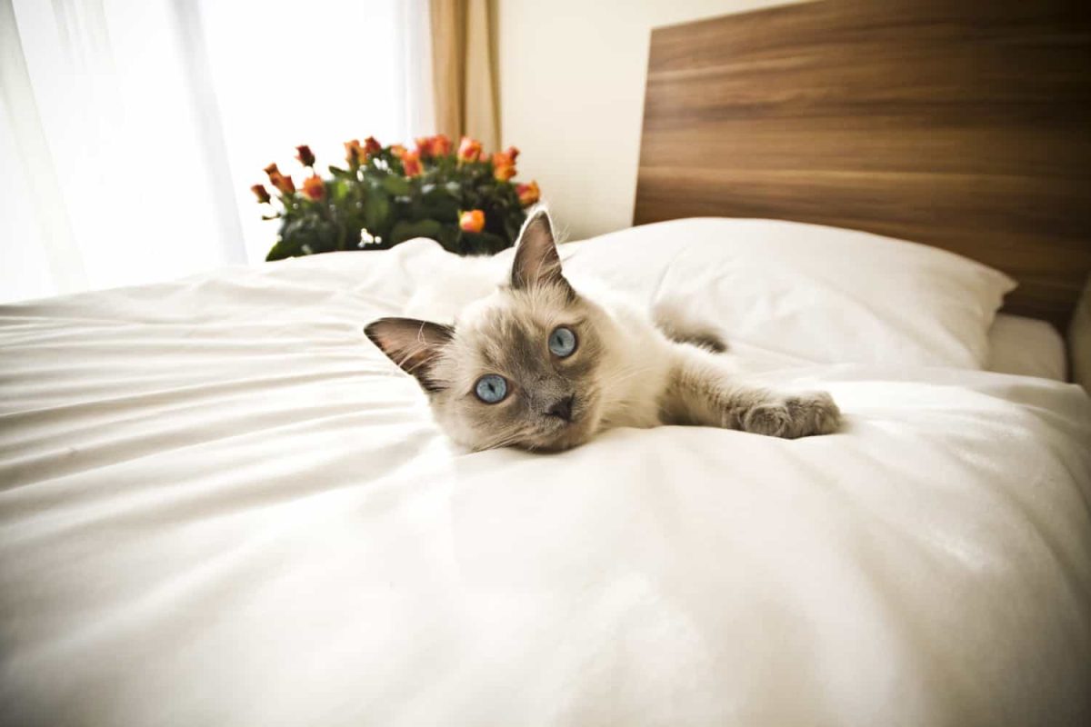Find Cat-Friendly Vacations That Suit Your Style