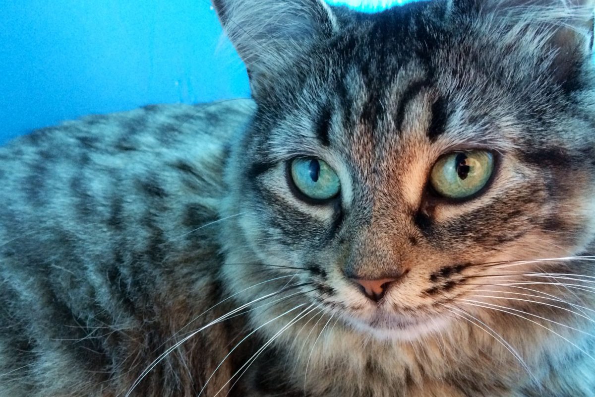 Your Cat Will Love These 10 Good Cat Vacations Across America