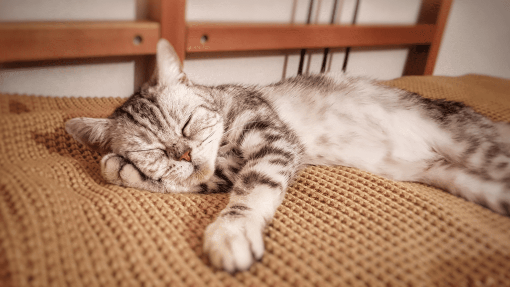 Best Cat-Friendly Lodges Near Me for a Perfect Vacation