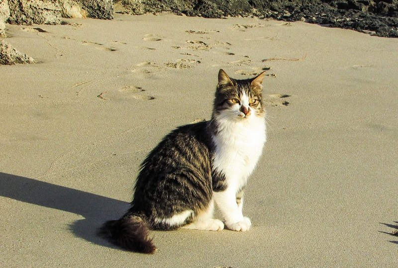 Best Beaches for Cat-Friendly Trips, Coastal Escapes with Your Feline Companion