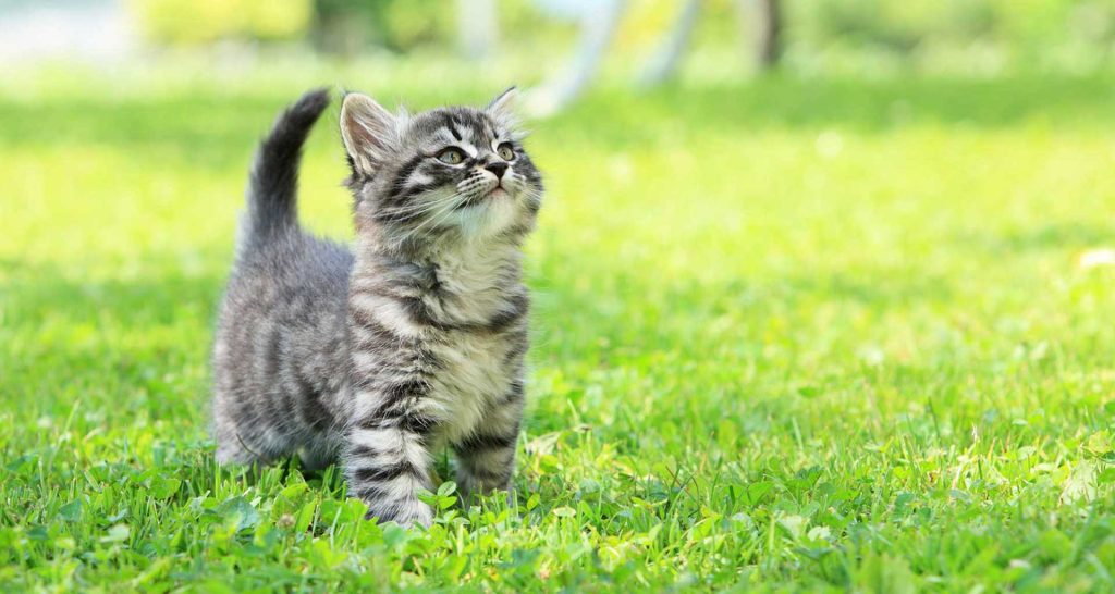 The Best Cat-Friendly Vacation Ideas for Adventurous Cats