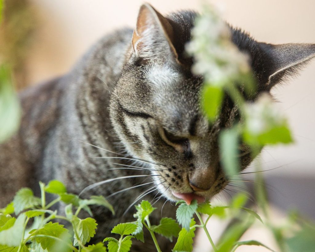 Choosing Cat-Friendly Accommodations, A Guide for Pet-Loving Travelers