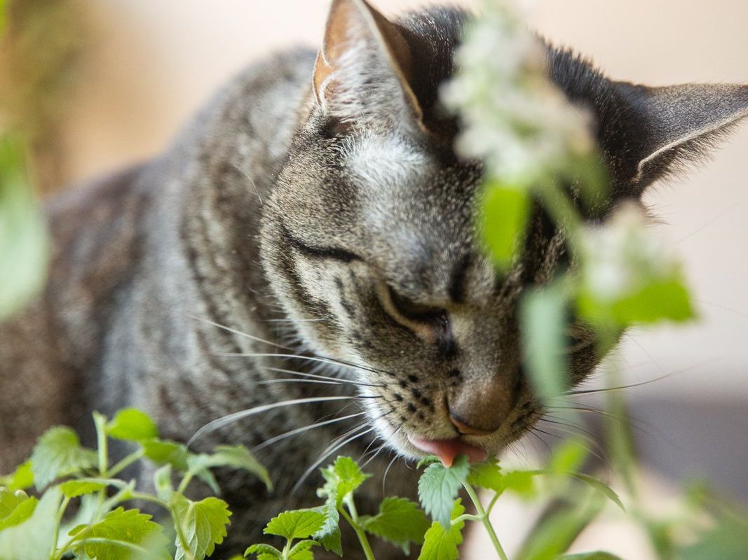 Choosing Cat-Friendly Accommodations, A Guide for Pet-Loving Travelers