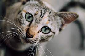 Whiskers and Wonders, The Ultimate List of the Best Cat Vacations