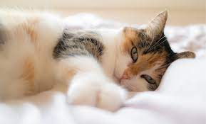 The Good Life Cat-Friendly Resorts for the Ultimate Vacation