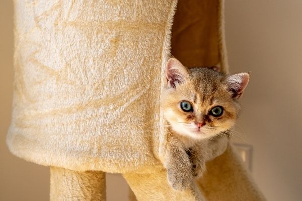 Best cat-friendly vacation ideas for indoor pets